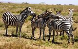 TANZANIA - Serengeti National Park - 043 Zebre